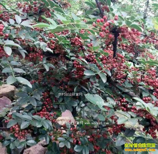 2016�껨����ֲҵ�������۸��������