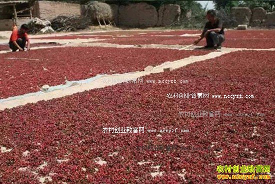 2016�껨����ֲҵ�������۸��������