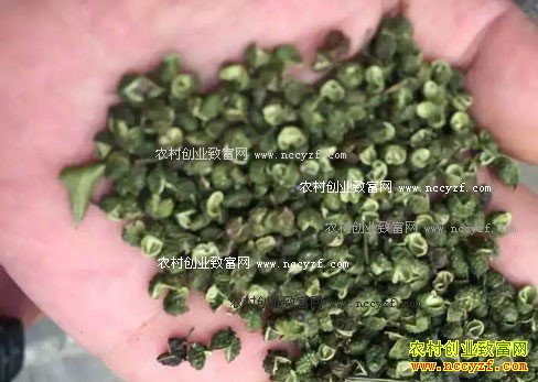 2016�껨����ֲҵ�������۸��������