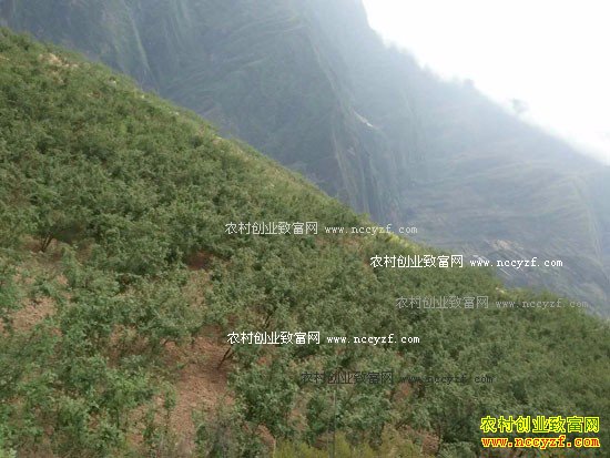 2016�껨����ֲҵ�������۸��������