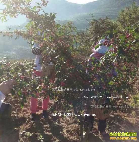 2016�껨����ֲҵ�������۸��������