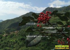 2016�껨���۸�������������껨������Ԥ��