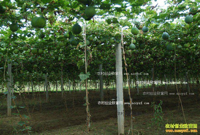 ��ֲ����׬Ǯ�𣬹�����ֲЧ�漰Ч�����