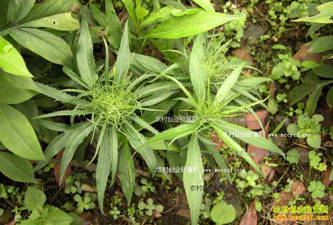 ��ֲ����׬Ǯ�𣺰����۸񼰸���������ֲǰ������