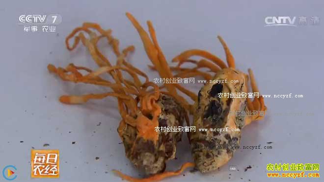 [ÿ��ũ��]С���ֳ�ݵ�׬Ǯ����