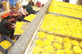 ɽ����������¥����ֲ��˿�ʾճ�ũ���¸�����Ŀ