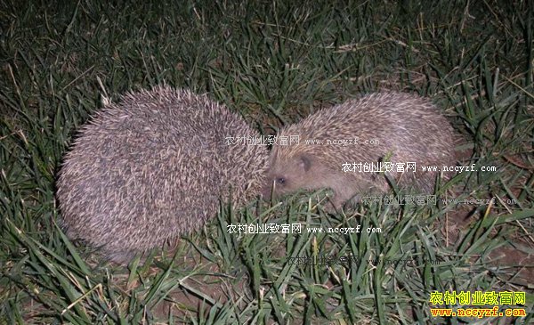 �����׬Ǯ�𣺴����ֳǰ���������ֳ�������