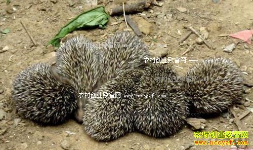 �����׬Ǯ�𣺴����ֳǰ���������ֳ�������