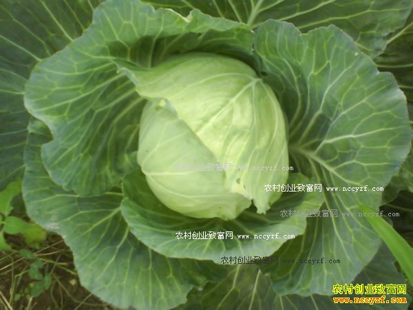 2016������Բ�ײ˼۸����飺Բ�ײ��չ��۸񴴽������¸�