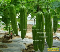 ʲô����ʺ��＾��ֲ��������ֲ��Ϲ�������