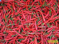 2016�����������۸����飺�۸�ֱ�������������顰�����족