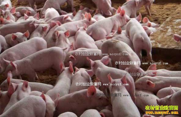 ����������֢״�������������η���