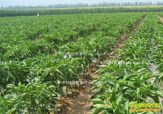 �Ĵ����ݻư���������ǽ�Ķ׬4000Ԫ