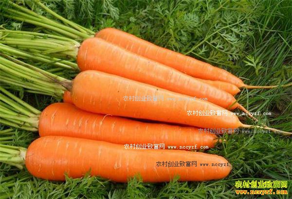 2016����ܲ��۸��������