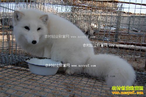 2016������Ƥë�۸����飺��Ƥ��Ƥ�۸��������