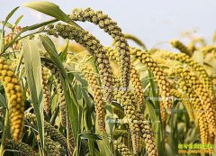 2016����Ӽ۸����飺��Ӧ��ȱ ���Ӽ۸�����