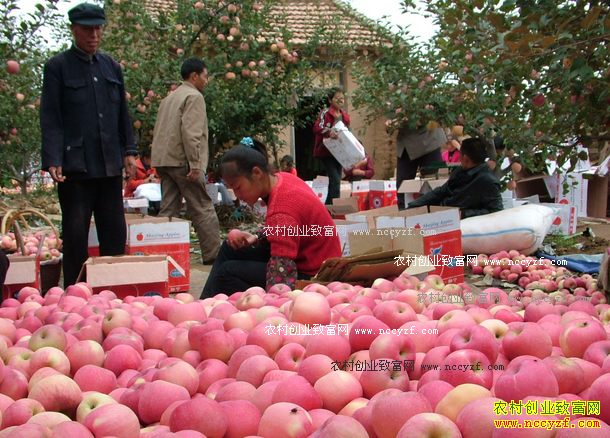 ��ǰƻ����������ʲôԭ��