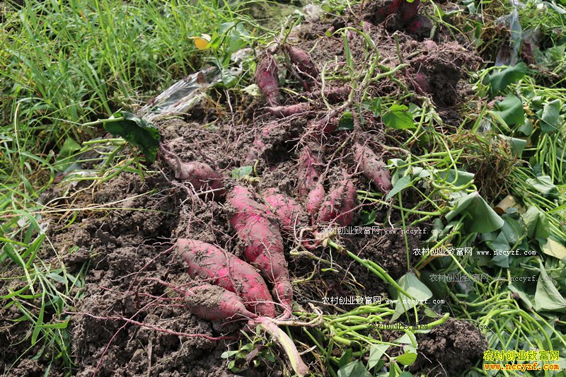 ���ջ�ɽ̷������ֲ��ĿɽС����Ķ����6000��Ԫ