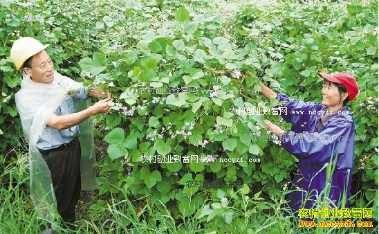 ǰ�̺󳤵�����ũ���г�����