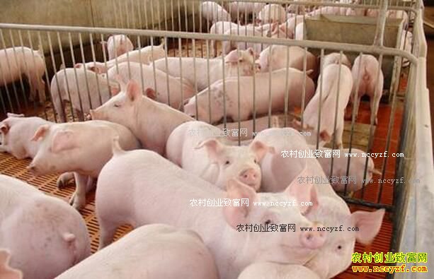 ���������۸�����Ԥ�⣺ǿ�������Ϯ���۽�ȫ������