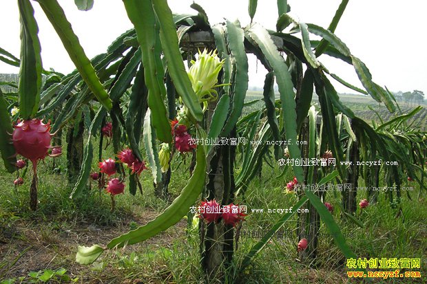 [ÿ��ũ��]��ԭ�ϵĻ�����20161130