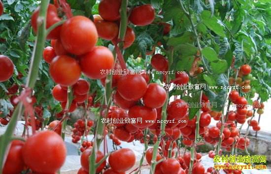 2016�������������۸����飺�������۸�1�����µ�15%