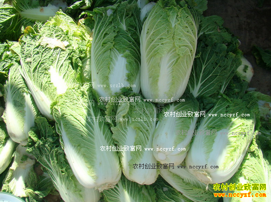 2016�����°ײ˼۸����飺��ײ˼������м۸񲻡��ײˡ�