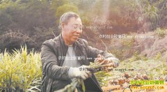 ������Ѩ��������ֲ����Ķ����ǧԪ