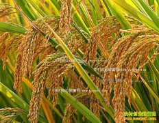 2016�������̵��۸����飺���׽�ӭ�����ǻ���