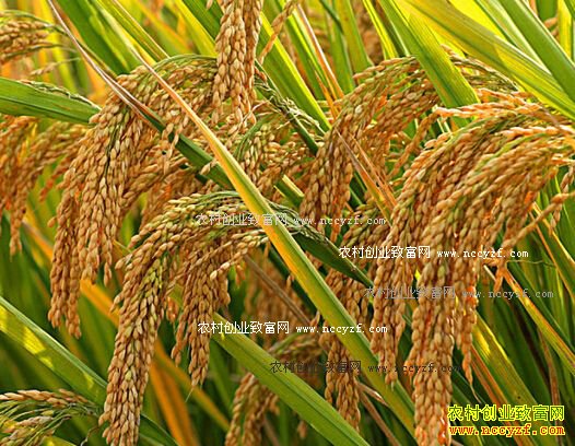 2016�������̵��۸����飺���׽�ӭ�����ǻ���