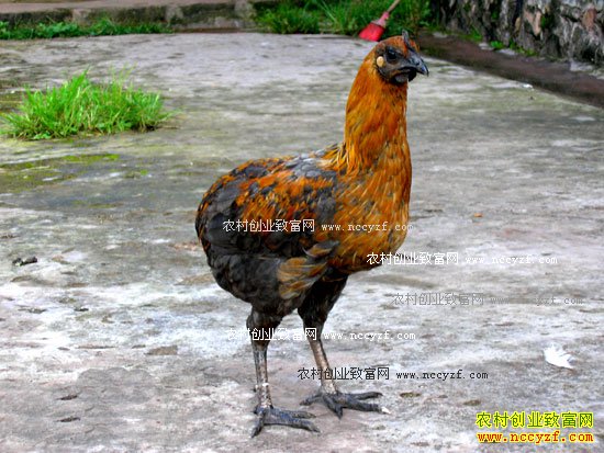 [ÿ��ũ��]ɽ�������Ϊ���Ŷ��� 20161208