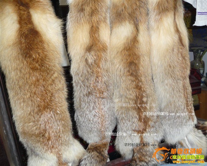 2016������Ƥ�ݼ۸����飺Ƥë�г��ġ�ţ�С���ĵ�������