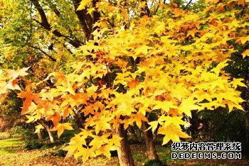 ɽ�����ݣ���ֲԪ�����ũ����ƶ�¸�����Ŀ