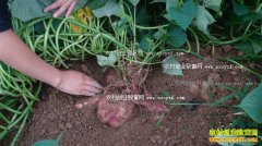 ɽ���޳�����ɽ���ֵع�Ķ׬3000��Ԫ