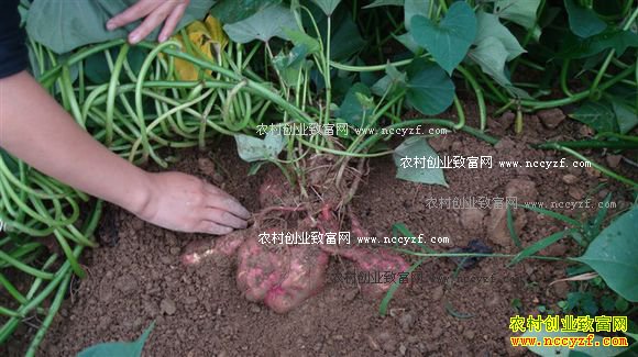 ɽ���޳�����ɽ���ֵع�Ķ׬3000��Ԫ