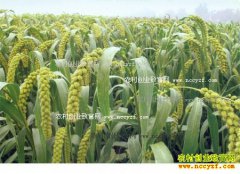 2016���¹��Ӽ۸����飺С�׼۸�������Ǻ��������Ժ�