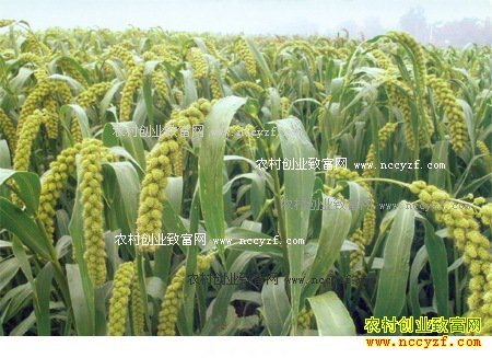 2016�����¹��Ӽ۸����飺С�׼۸�������Ǻ��������Ժ�