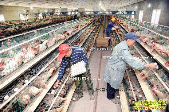 �������������ܲ�����