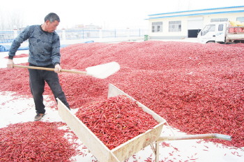 ɽ����������ֲ���콷ĶЧ���5600��Ԫ