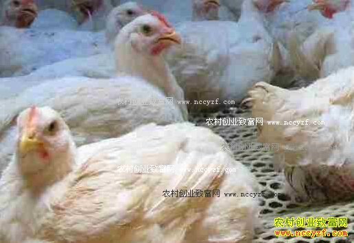 12���⼦�۸���������������������⼦����������ɫ