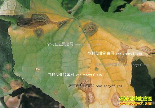 ����Ҷ�Ӹ�����η��Σ�