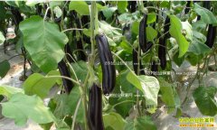 ���Ӻ�ɫԲ�ǲ��ķ��η���