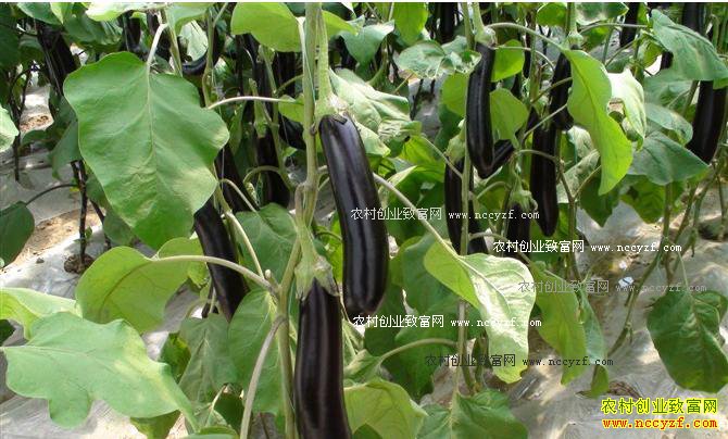 ���Ӻ�ɫԲ�ǲ��ķ��η���