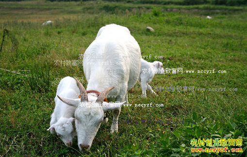 ɽ�����������μ��������ζ����