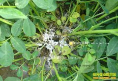 �����׾��֢״�����η���