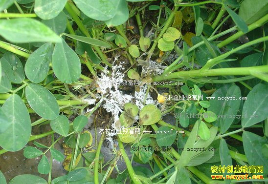 �����׾��֢״�����η���