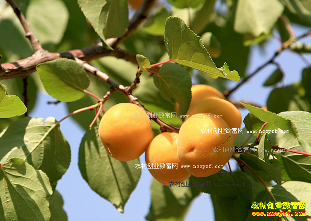 ��ֲɽ��׬Ǯ�� 2017��ɽ����ֲǰ����