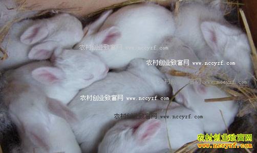 ��������������óɻ���