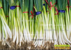 ���´�м۸����飺��м۸�Ϊ���µ��ĳɣ�