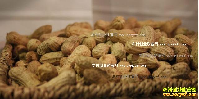 ɽ�����������������̻���